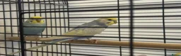Budgerigars birds for sale: Rainbow budgies for sale  in Chorley - Advert 2
