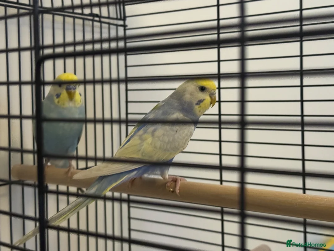 Budgerigars birds for sale: Rainbow budgies for sale  in Chorley - Advert 2