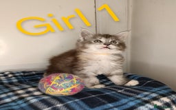 Maine Coon cats for sale: 'PuuureLove' Maine Coon kittens  - Image 6