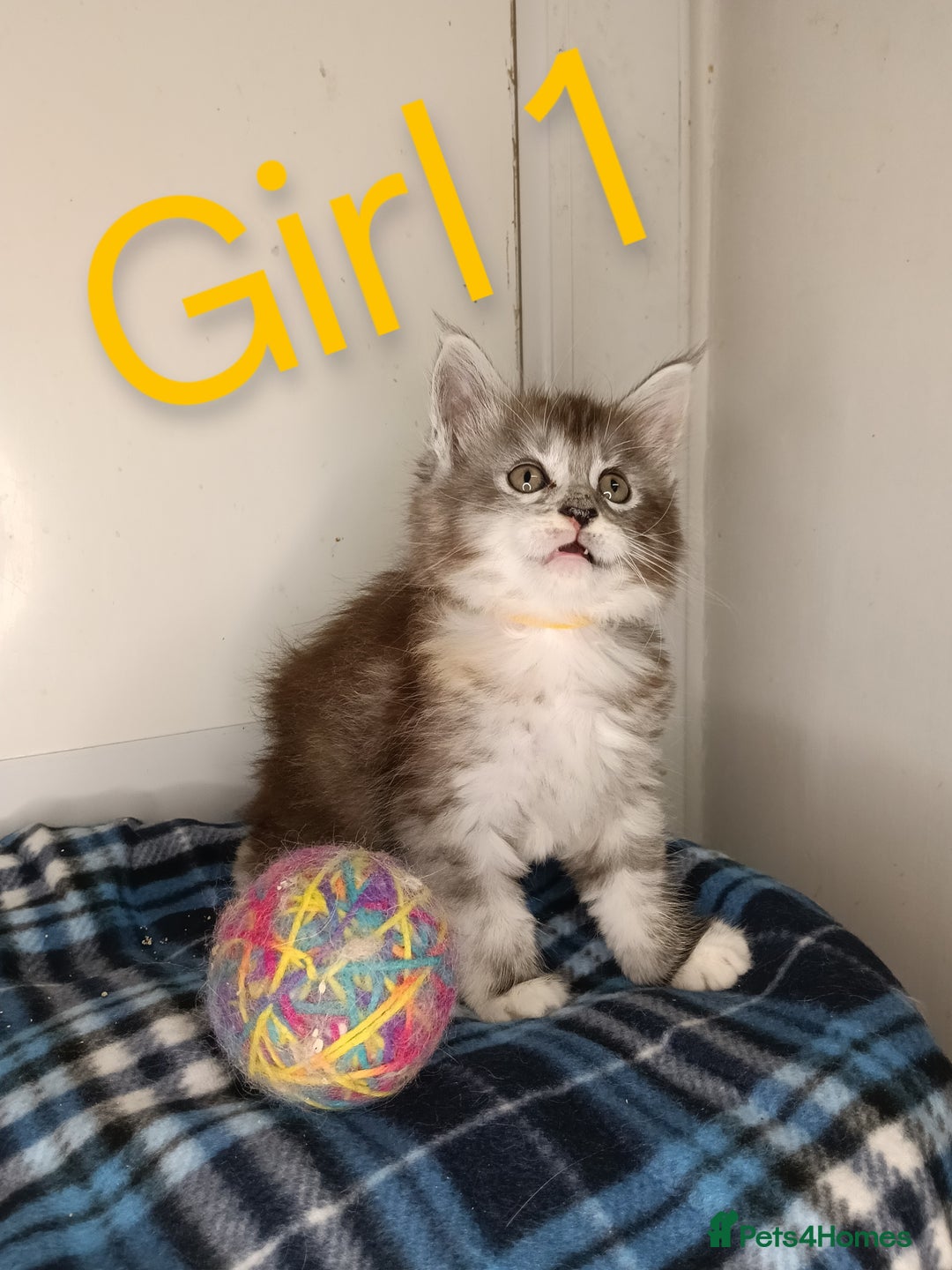 Maine Coon cats for sale: 'PuuureLove' Maine Coon kittens  - Image 6