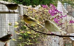 Canaries birds for sale: Canaries  - Image 7