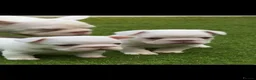 French Bulldog dogs for sale: VISUAL PINK PLATNIUM MERLE FEMALE PUPPIES - Advert 4