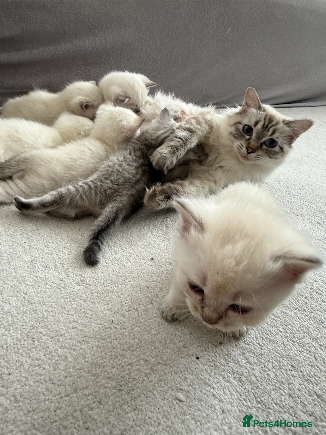 Ragdoll cats for sale: Lovely Ragdoll looking for lovely family - Advert 13