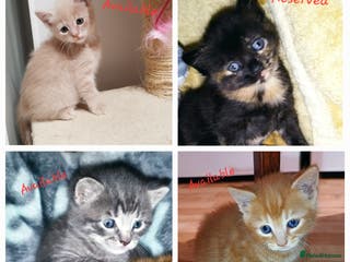 Mixed Breed cats Amazing, very beautiful kittens 3 boys, 1 girl - Advert 5