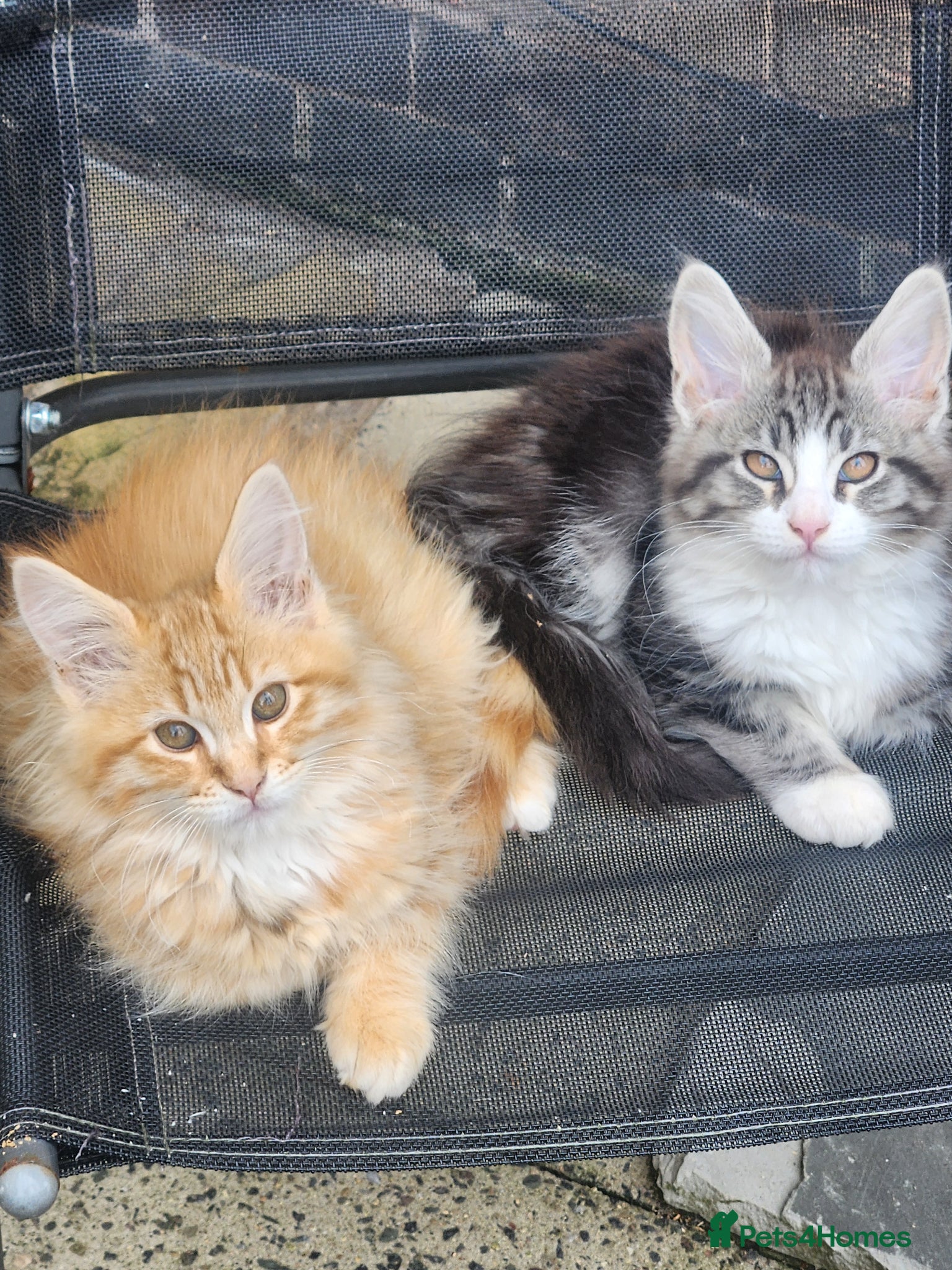 Maine Coon cats Maine Coons Ready Now!! 4 male 1 female  - Advert 13