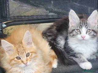 Maine Coon cats Maine Coons Ready Now!! 4 male 1 female - Advert 13