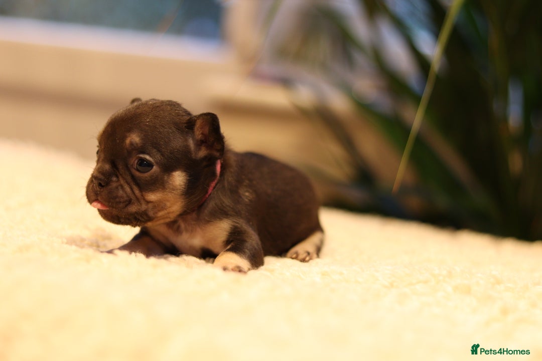 French Bulldog dogs for sale: Beautiful healthy full breed Frenchbulldog puppies - Image 5