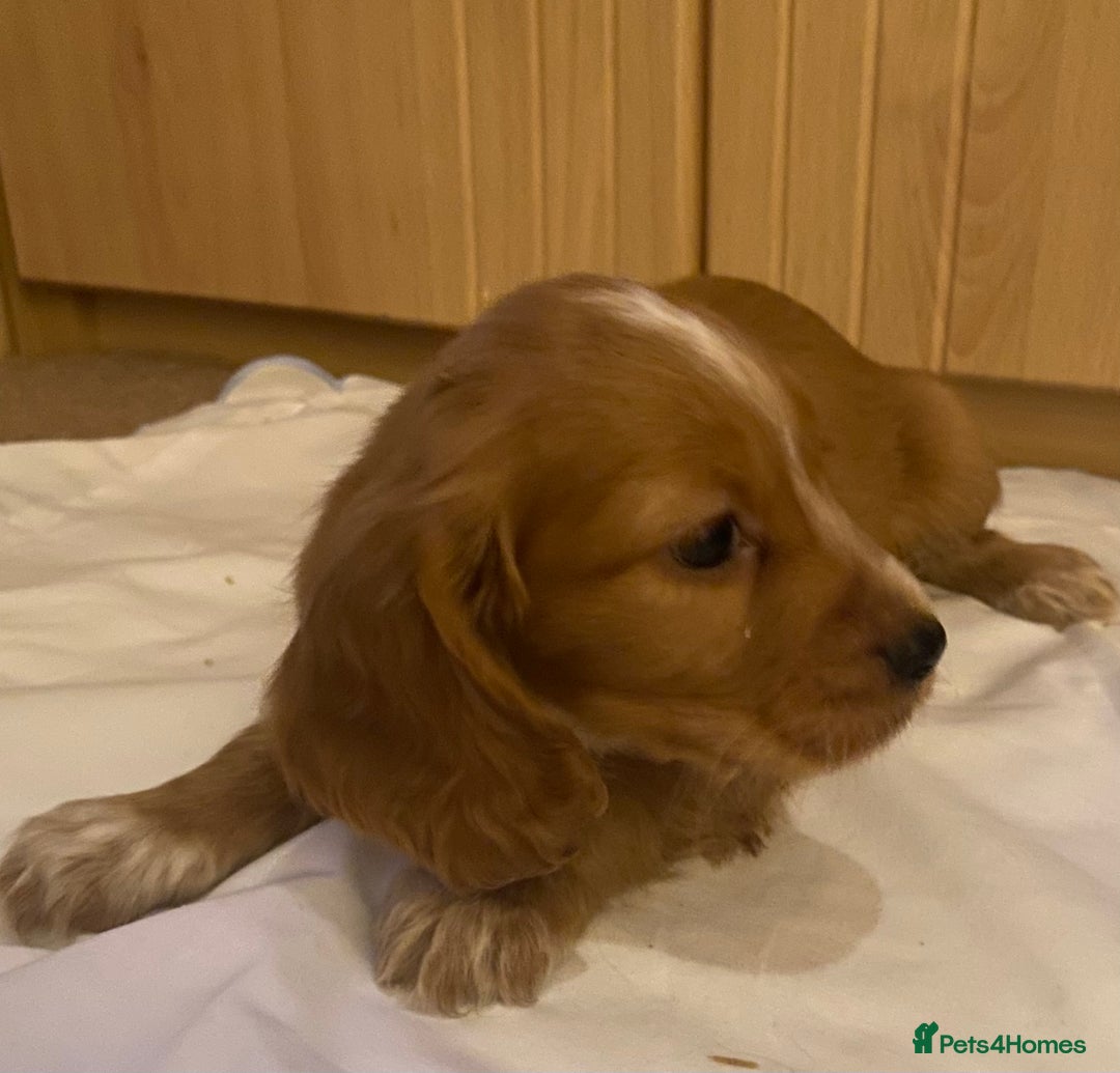 Cocker Spaniel dogs for sale: Beautiful cocker spaniel’s for sale - Advert 10