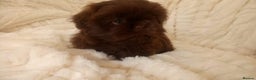 Shih Tzu dogs for stud: Solid None Fading Chocolate Imperial Shih Tzu in Canterbury - Advert 40