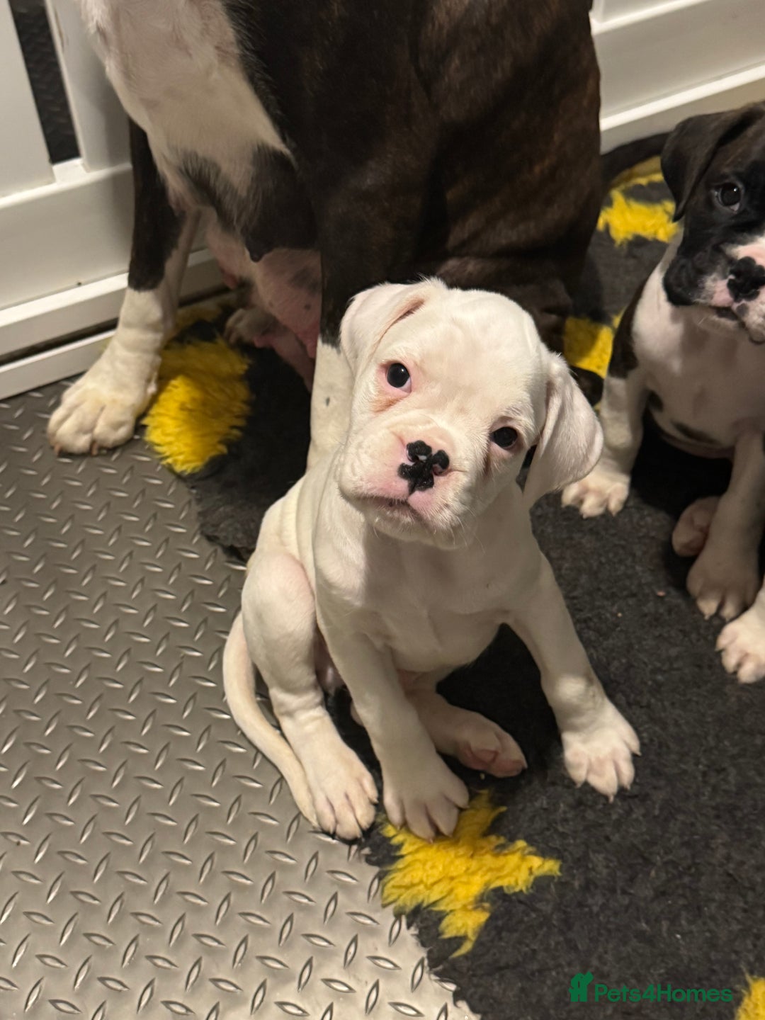 Boxer dogs for sale: LAST 2 boxer puppies  - Advert 3