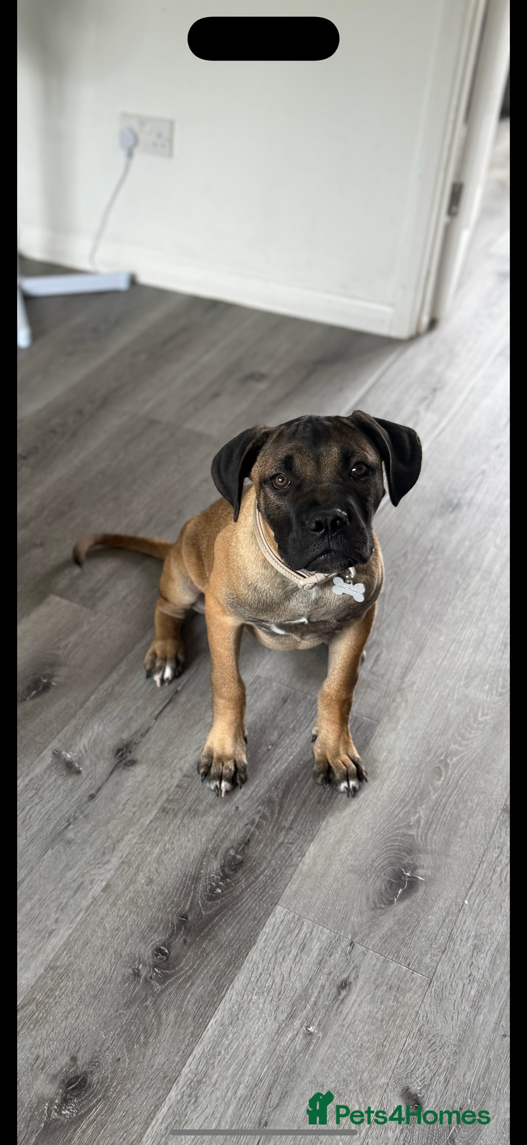 Mixed Breed dogs for sale: Male puppy hugo for rehoming  - Image 2