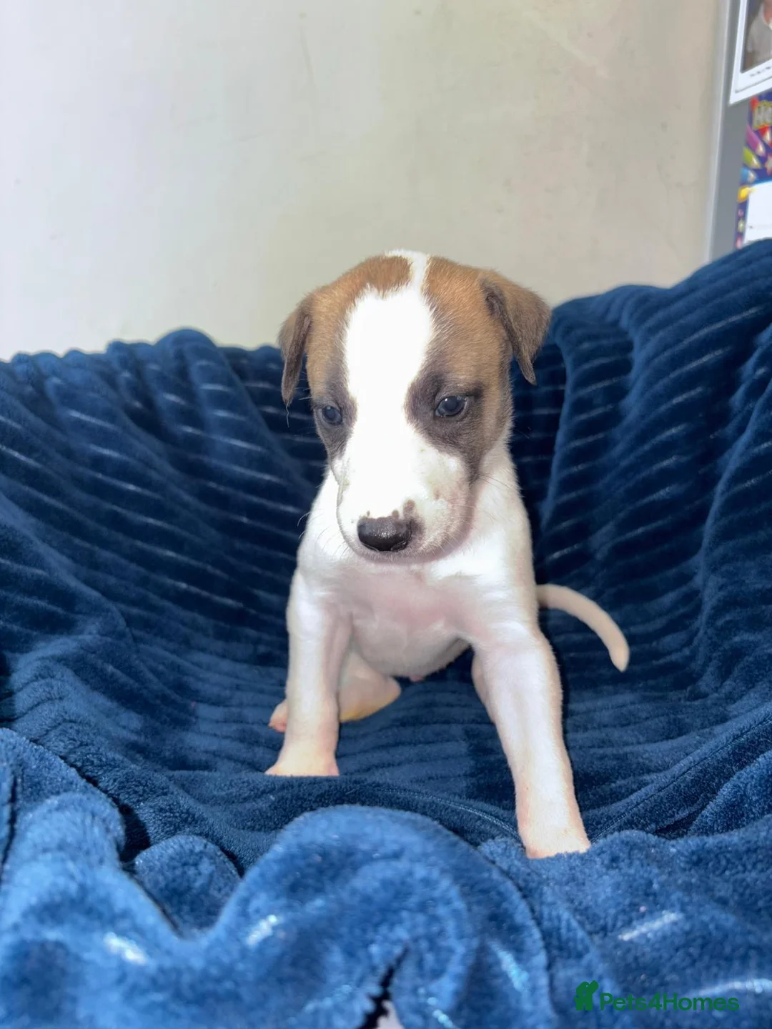 Mixed Breed dogs for sale: Saluki whippet greyhound - Advert 21