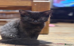 Mixed Breed cats for sale: 2 beautiful female kittens for sale - Image 18