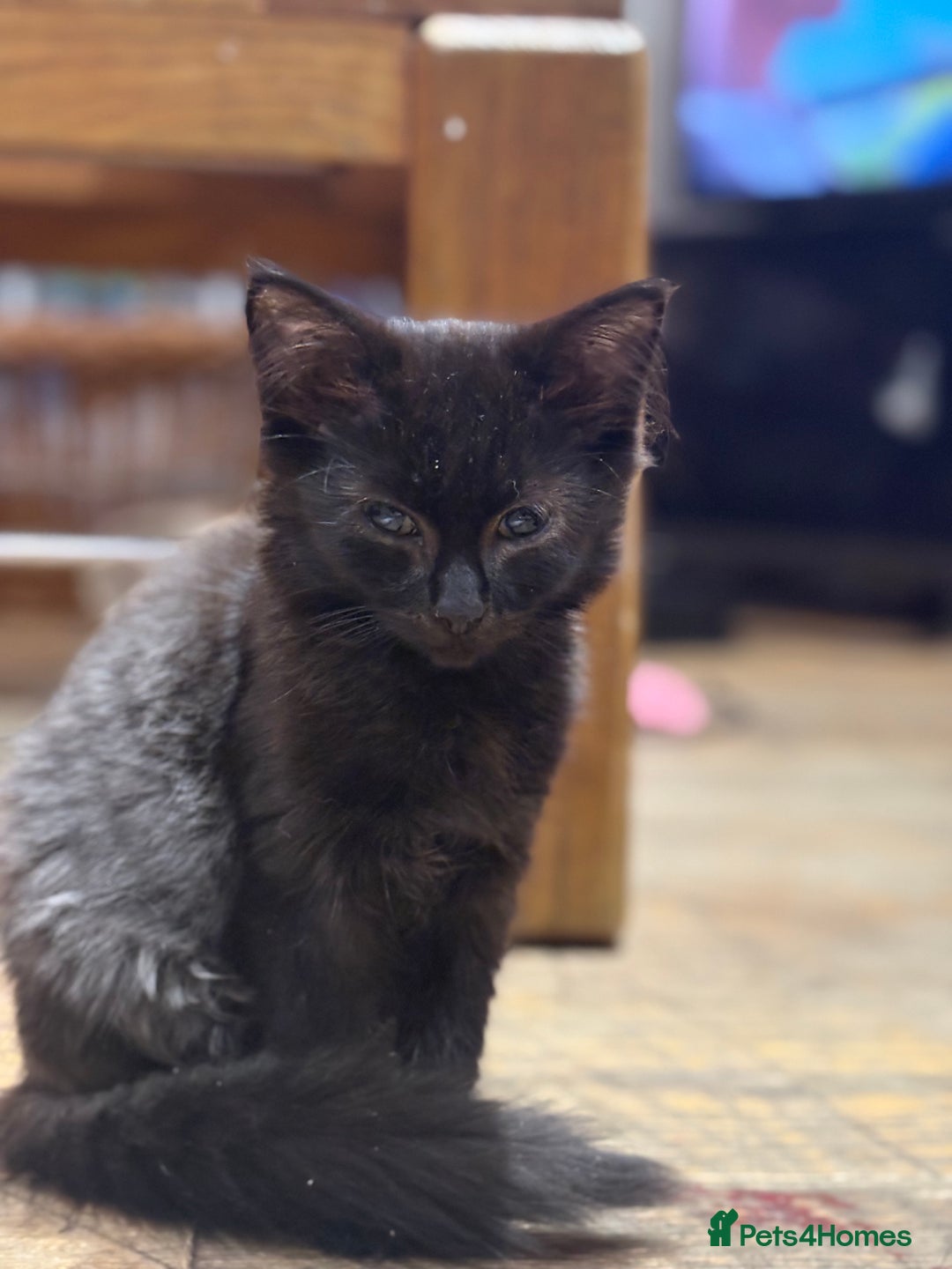 Mixed Breed cats for sale: 2 beautiful female kittens for sale - Image 18