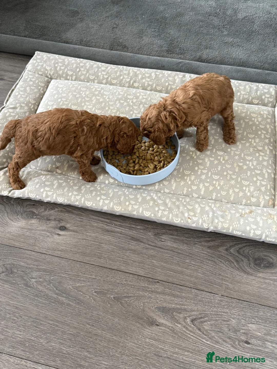 Toy Poodle dogs for sale: BEAUTIFUL RED TOY POODLES KC REGISTERED  - Advert 8