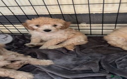 Cockapoo dogs for sale: Cockapoo puppies for  - Image 2