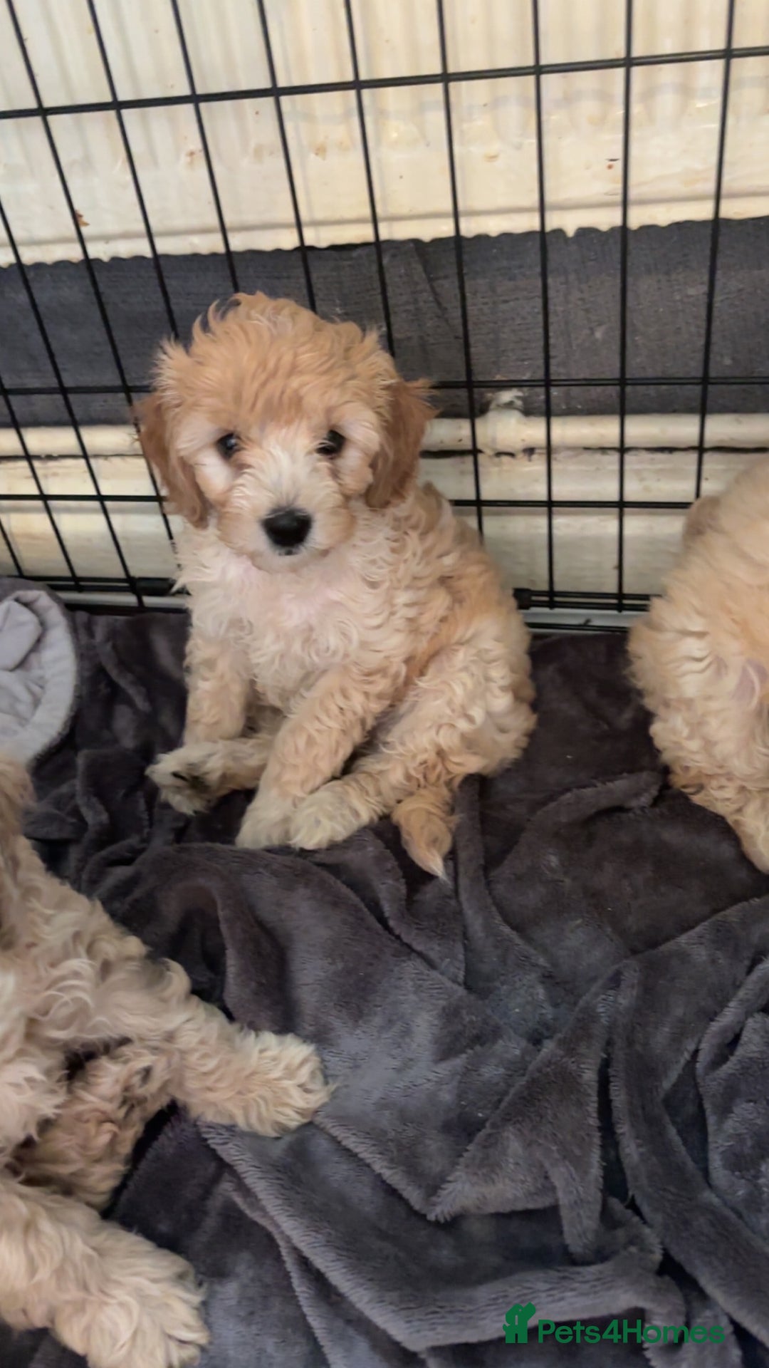 Cockapoo dogs for sale: Cockapoo puppies for  - Image 2