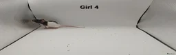 Rat rodents for sale: April Rats! (7 Boys & 5 Girls Left) - Advert 14