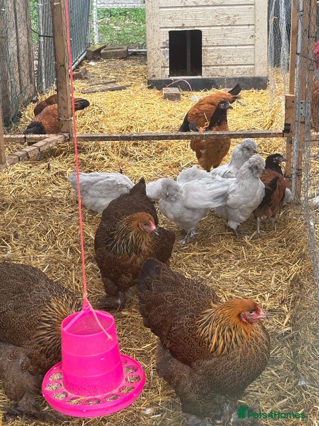 Chickens poultry for sale: Purebreed point of lay hens  - Advert 19