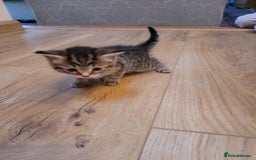 Mixed Breed cats for sale: Beautiful kittens for sale - Image 10
