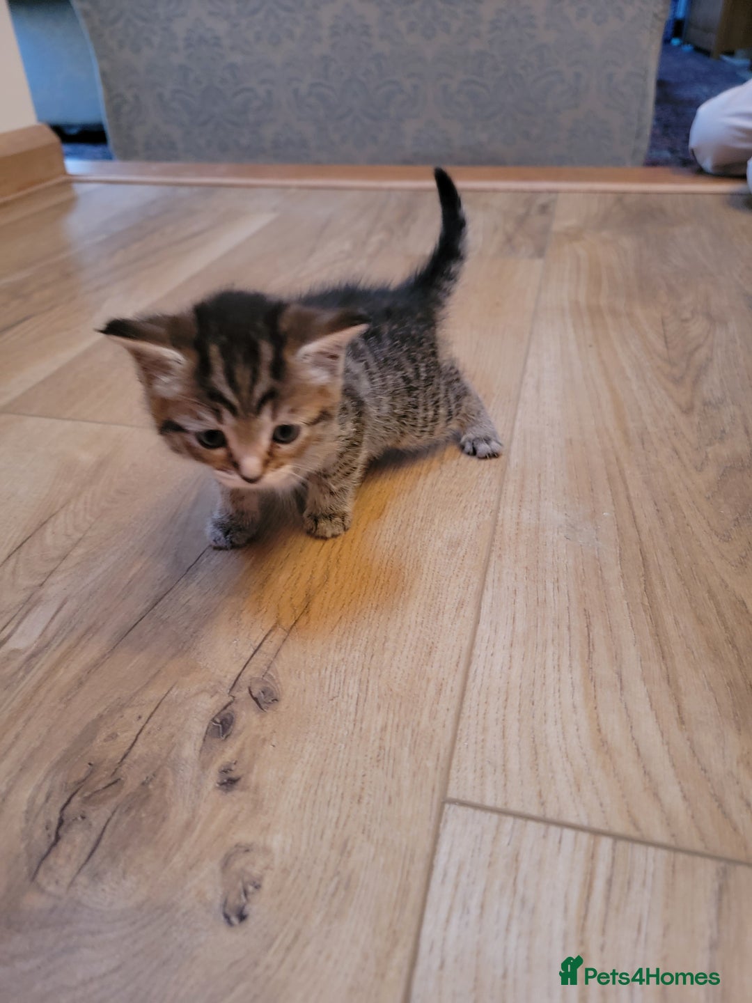 Mixed Breed cats for sale: Beautiful kittens for sale - Image 10