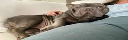 French Bulldog dogs for adoption: OUR BROKEN MINI HIPPO; SEARCHING FOR A FAMILY 💔🦛 - Advert 4
