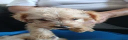 Jackapoo dogs for sale: Cockapoo puppy in Witney - Advert 21