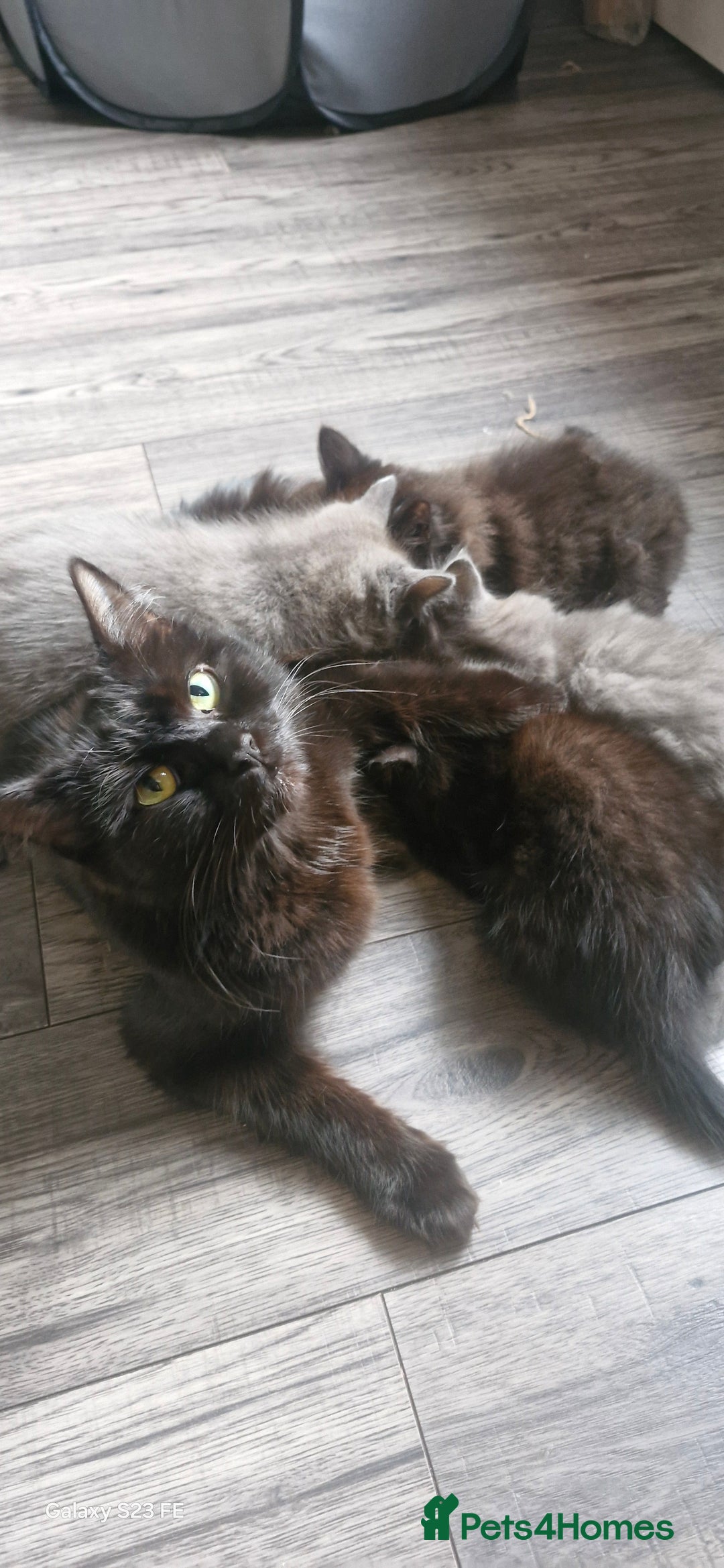 Ragdoll cats for sale: Half ragdoll kittens  - Image 7
