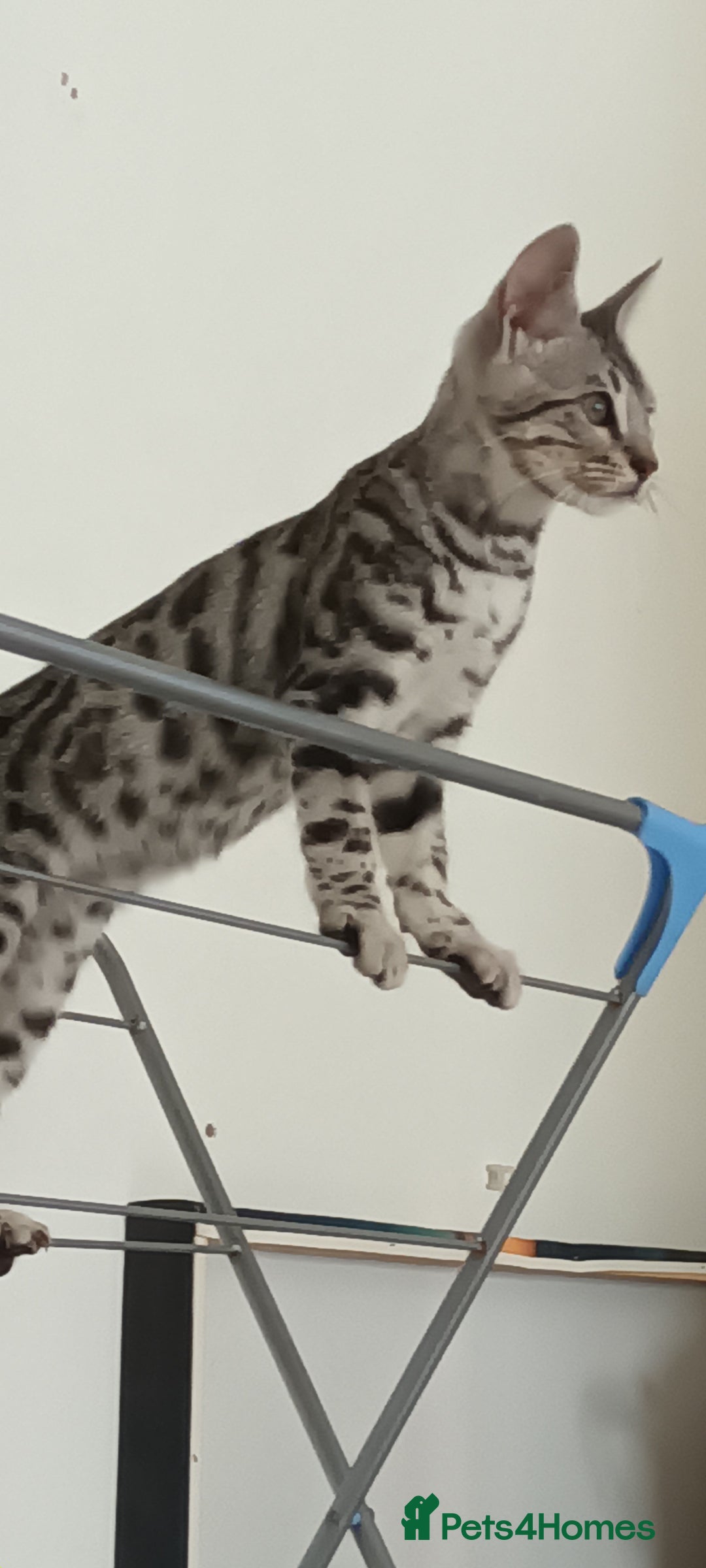 Bengal cats for sale: Bengal cross male kitten - Image 5