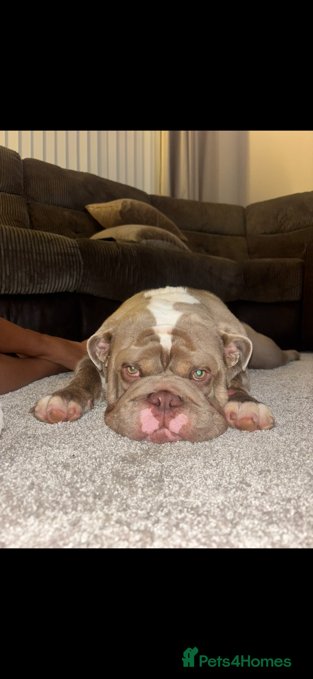 English Bulldog dogs for sale: Lilac male British bulldog - Advert 11