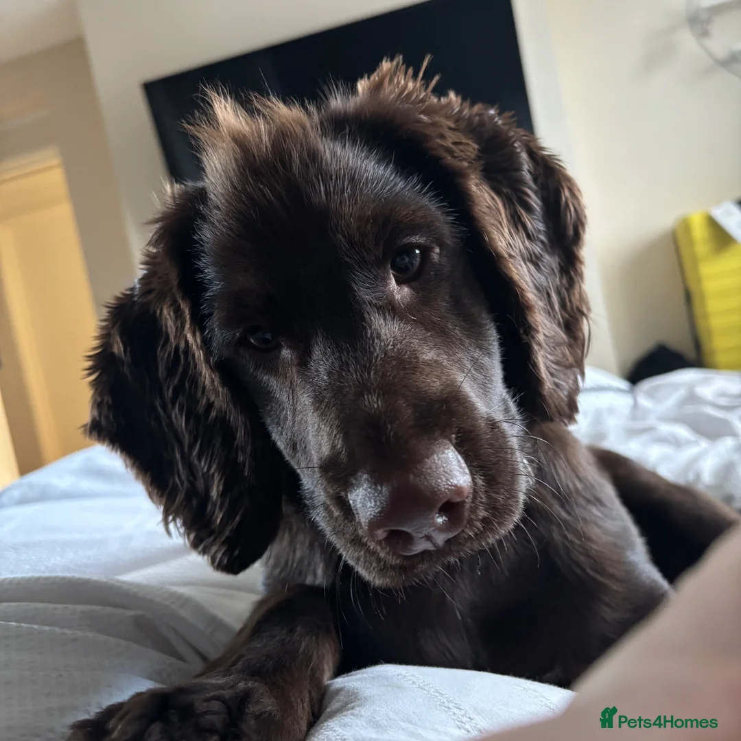 Cocker Spaniel dogs for sale: Bertie - Advert 2