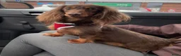 Dachshund dogs for sale: 1  Miniature long hair dachshund puppy left  - Advert 4