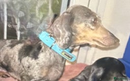 Dachshund dogs for sale: miniature dachshund   - Image 10