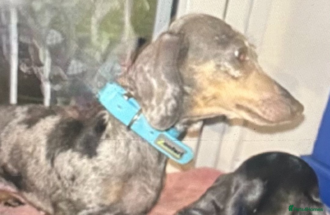 Dachshund dogs for sale: miniature dachshund   - Image 10