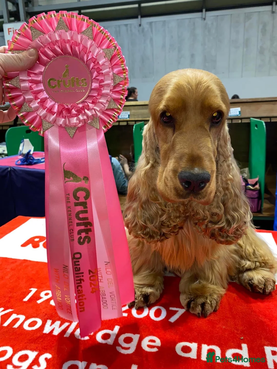 Cocker Spaniel dogs for sale: 6 month old chocolate and tan girl - Advert 8