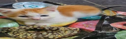 Mixed Breed cats for sale: British short hair mix kittens. - Advert 4