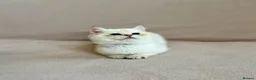 British Shorthair cats for sale: 🐾 Purebred Golden BSH kittens 🐾  in Leeds - Advert 9