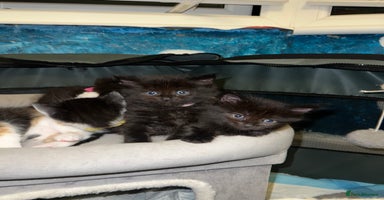 Mixed Breed cats - Advert 4