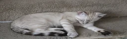 Mixed Breed cats for sale: Ragdoll X Bengal Kittens for sale - Advert 14
