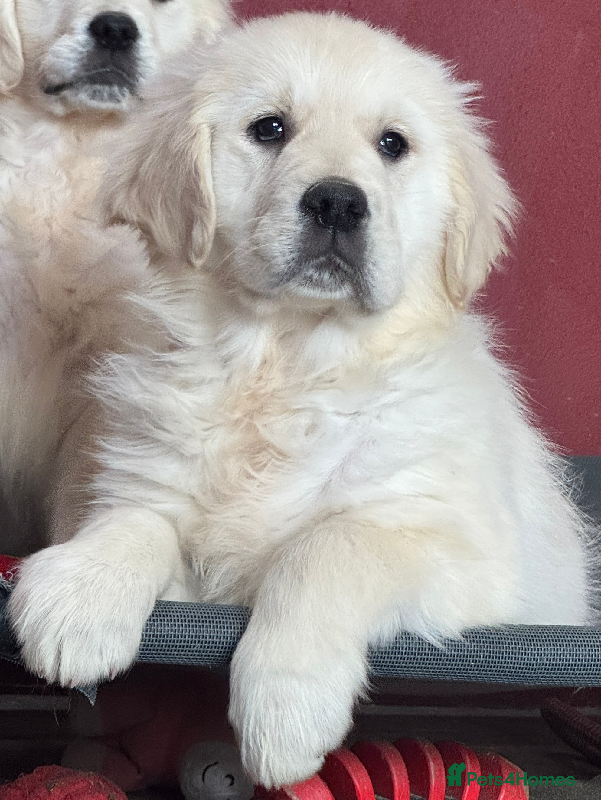 Golden Retriever dogs Extensively Health Tested & Kids Best friends - Advert 2