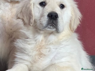 Golden Retriever dogs Extensively Health Tested & Kids Best friends - Advert 3