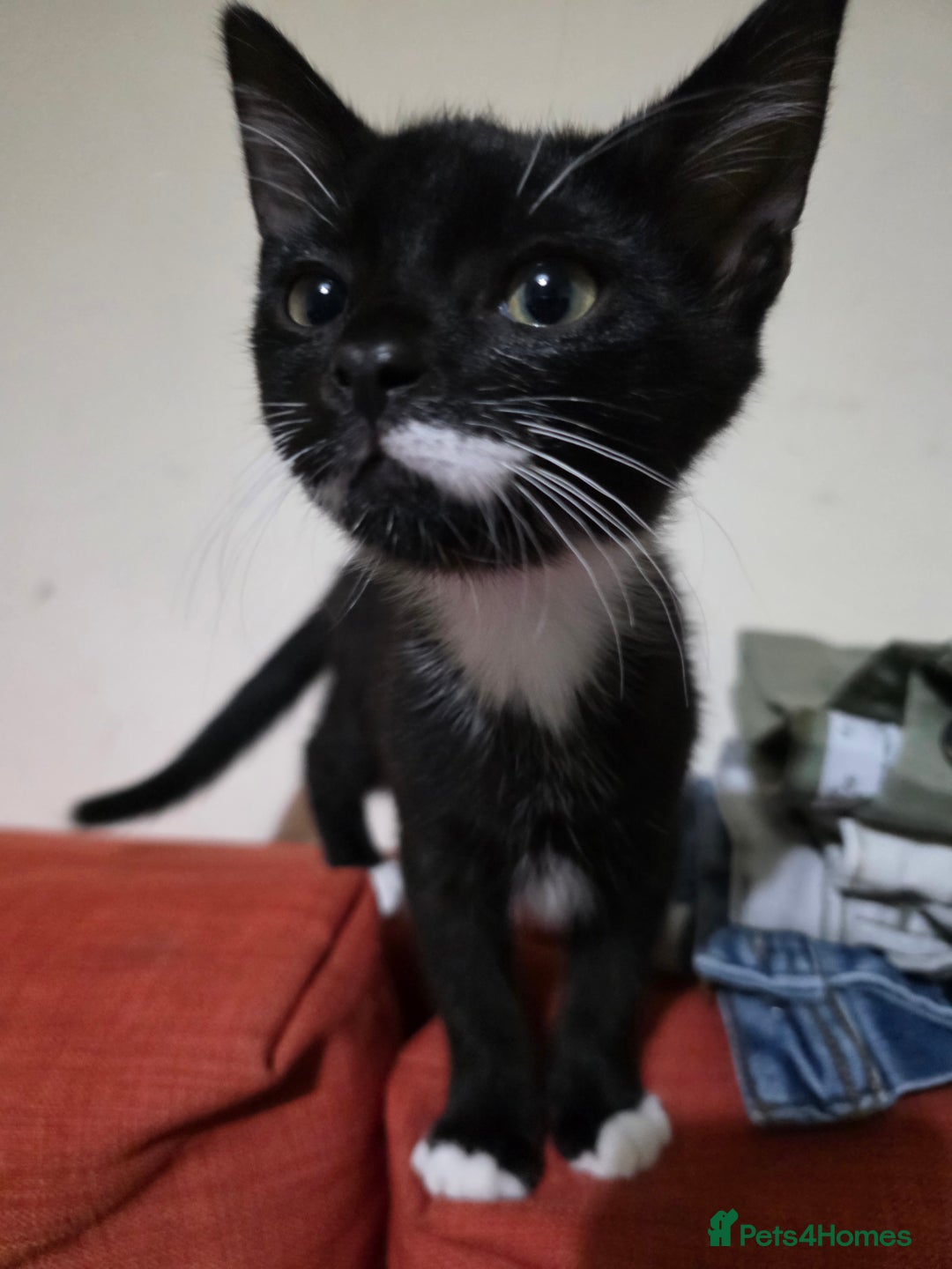 British Shorthair cats for sale: Kittens 1 boy 2 girls - Image 3