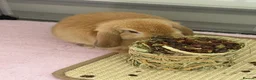 Mini Lop rabbits for sale: Girl Mini Lop for sale in Scunthorpe - Advert 3