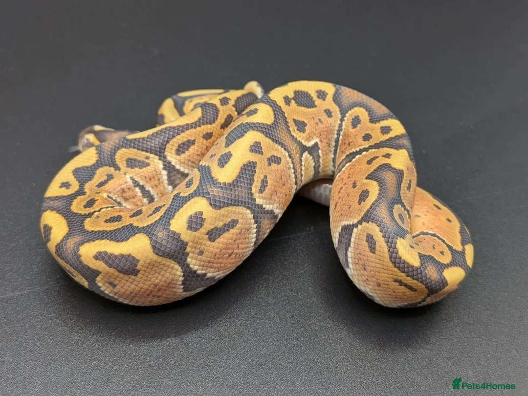 Python Snake reptiles for sale: Rack system with royals  - Advert 23