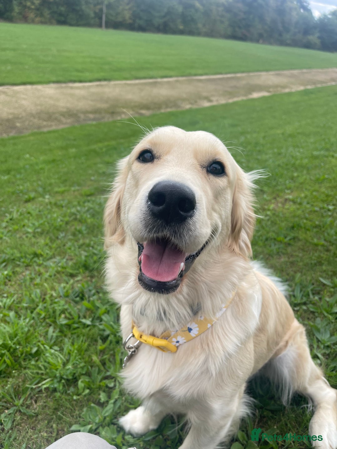 Mixed Breed dogs for sale: 8 Gorgeous Golden doodles  - Image 11