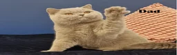 British Shorthair cats for sale: Pure breed registered kittens - Advert 3