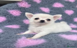 Pomchi dogs for sale: Super TINY white chihuahua x Korean Pom READY NOW - Image 12
