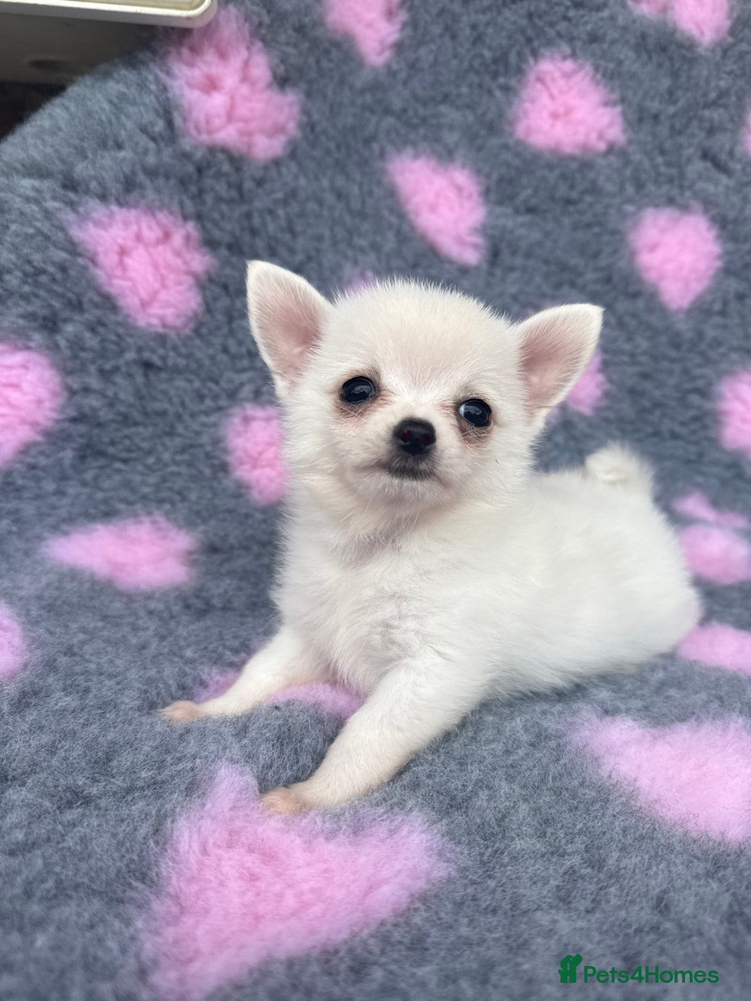 Pomchi dogs for sale: Super TINY white chihuahua x Korean Pom READY NOW - Image 12