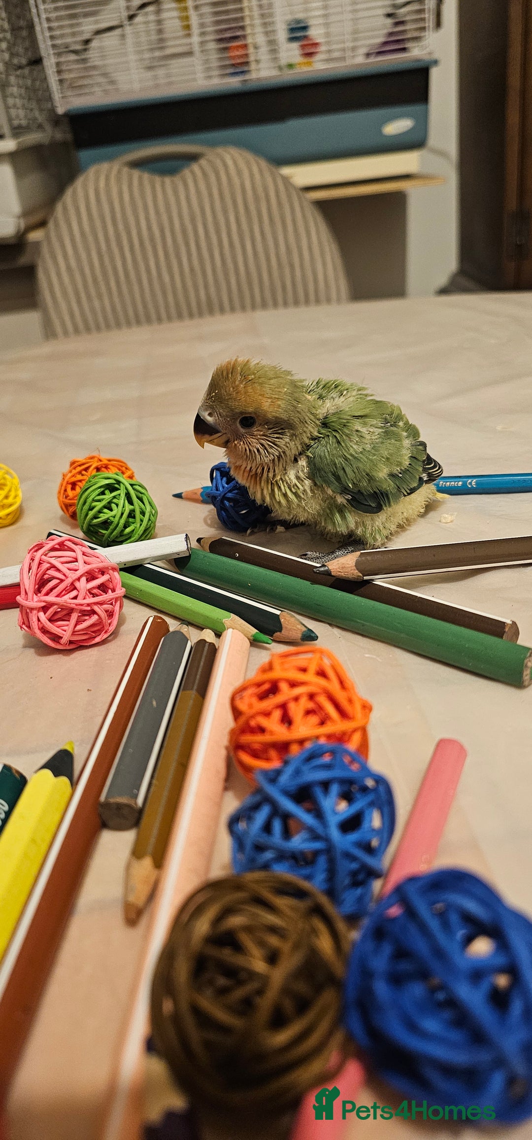 Lovebirds birds for sale: 3 Baby lovebirds - Advert 6