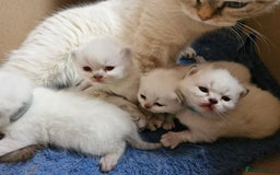 British Shorthair cats for sale: British shorthair and longhair  - Image 8